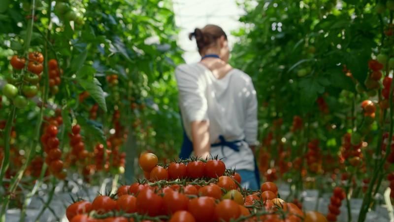 tomato grower small